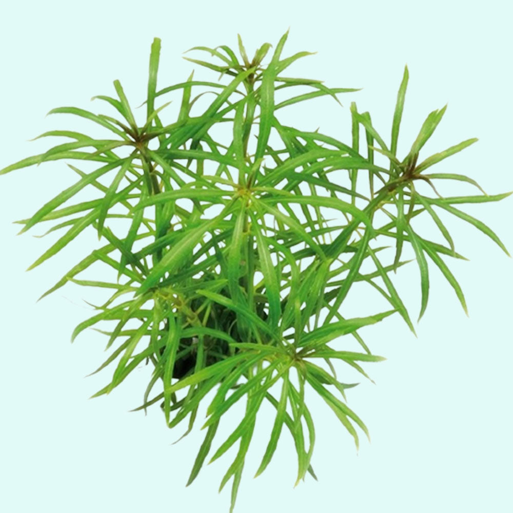 Pogostemon Stellatus Narrowleaf aquatic plant for planted tank