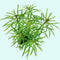 Pogostemon Stellatus Narrowleaf aquatic plant for planted tank
