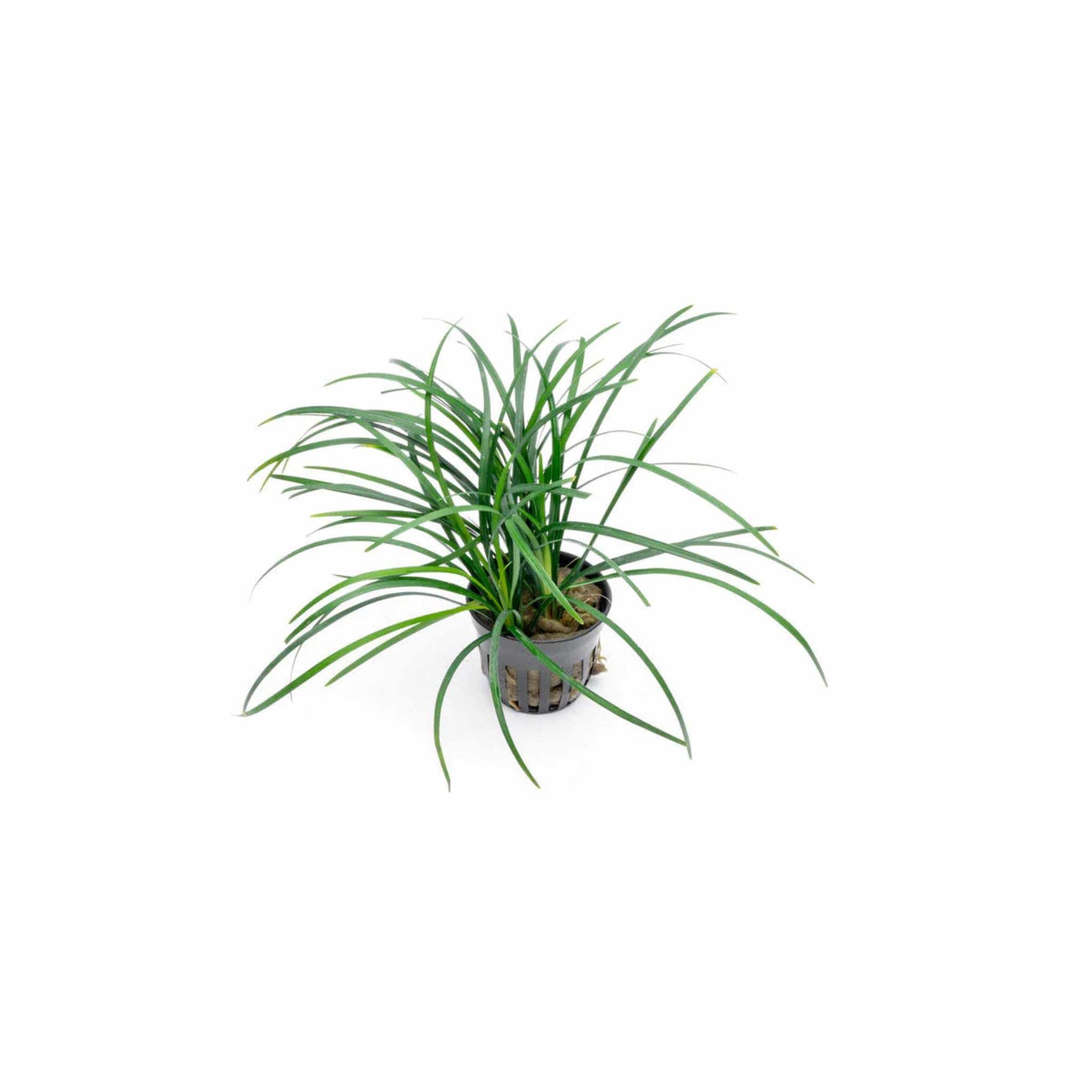 Mondo Grass (Ophiogon Japonica)