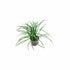 Mondo Grass (Ophiogon Japonica)