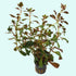 Ludwigia Repens (Rubin)