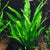 Java Fern (Microsorum pteropus) – Easy Live Freshwater Aquarium Plant