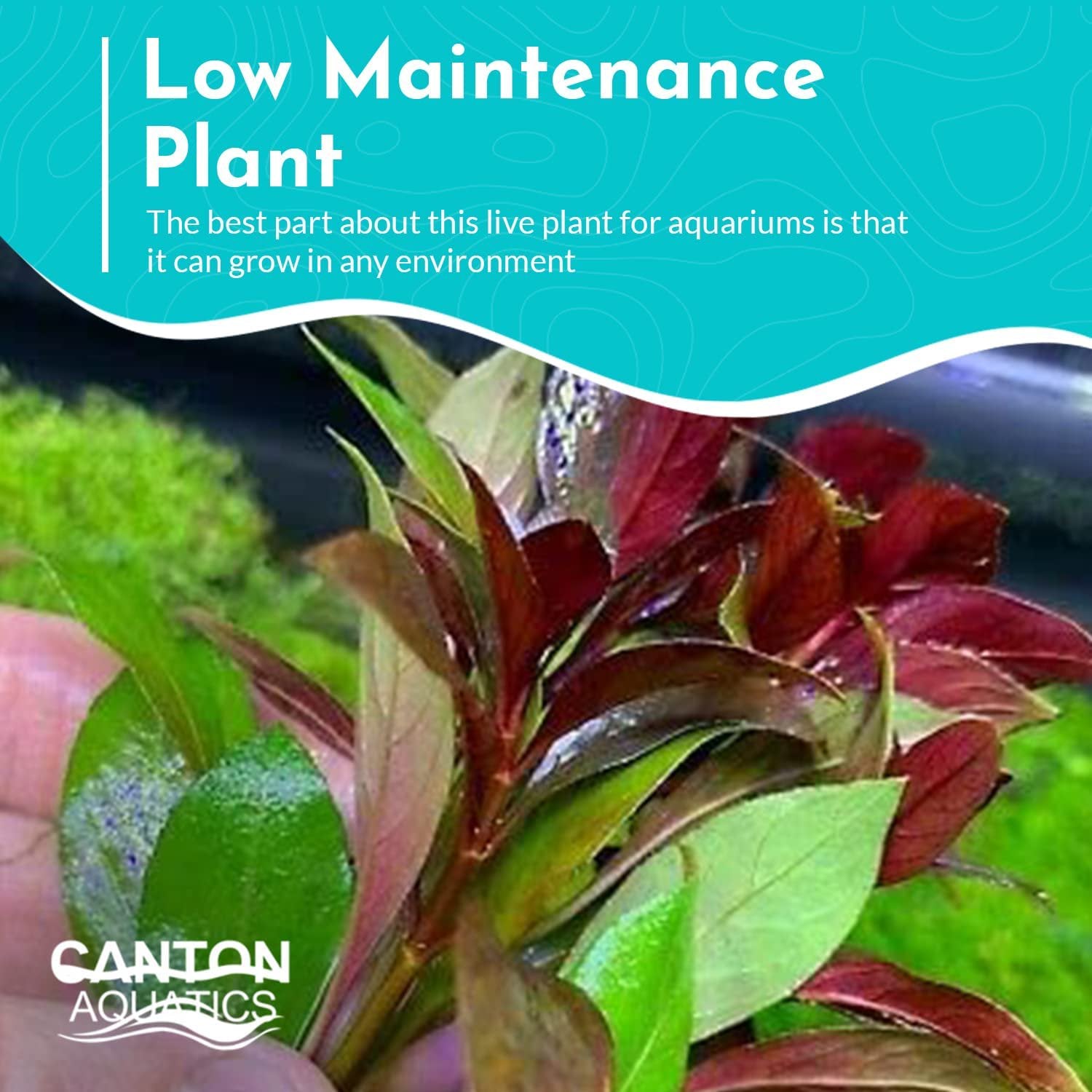 Ludwigia Repens (Dark Red)