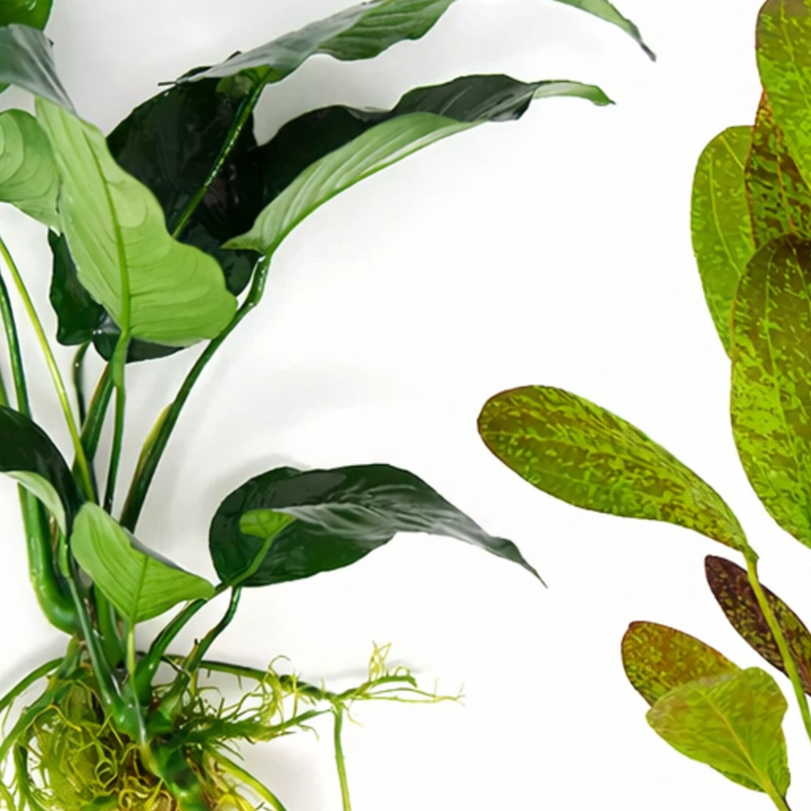 Showpiece Plant Duo – Large Amazon Sword & Anubias | Live Aquarium Plants, Easy, Lush, Freshwater