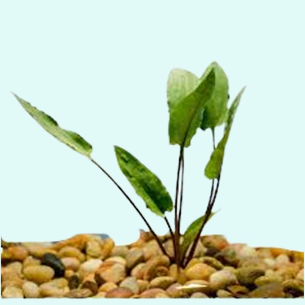 Cryptocoryne Wendtii Green