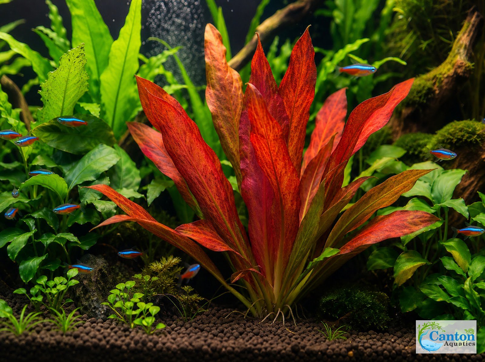 Amazon Sword Echinodorus Red Flame - Image 8 of 30