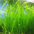 Jungle Vallisneria Americana