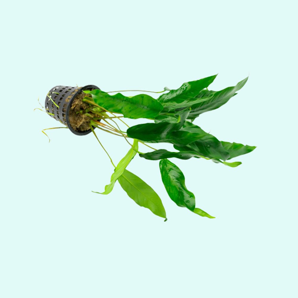 Anubias Minima Bare Root - Image 13 of 40
