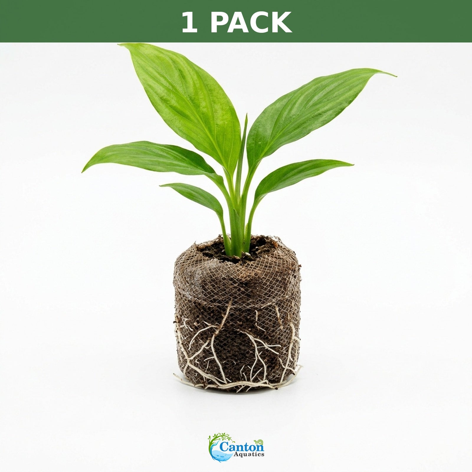 Spathiphyllum (Peace Lily) Rooted Starter Plant 3 Pack