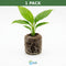 Spathiphyllum (Peace Lily) Rooted Starter Plant 3 Pack
