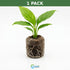 Spathiphyllum (Peace Lily) Rooted Starter Plant 3 Pack
