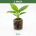 Spathiphyllum (Peace Lily) Rooted Starter Plant 3 Pack