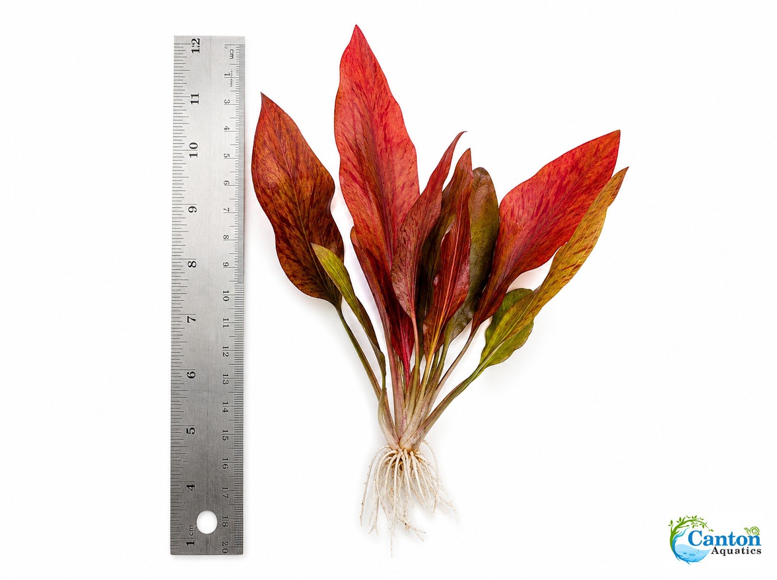 Amazon Sword Echinodorus Red Flame - Image 5 of 30