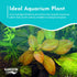 Oval Ludwigia (Ovalis)