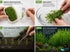 Moneywort (Bacopa monnieri) – Live Aquarium & Paludarium Plant