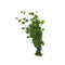 Mint Charlie (Micromeria brownei) – Live Aquarium Plant