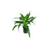 Janet Craig Pineapple Plant Dracaena Compacta
