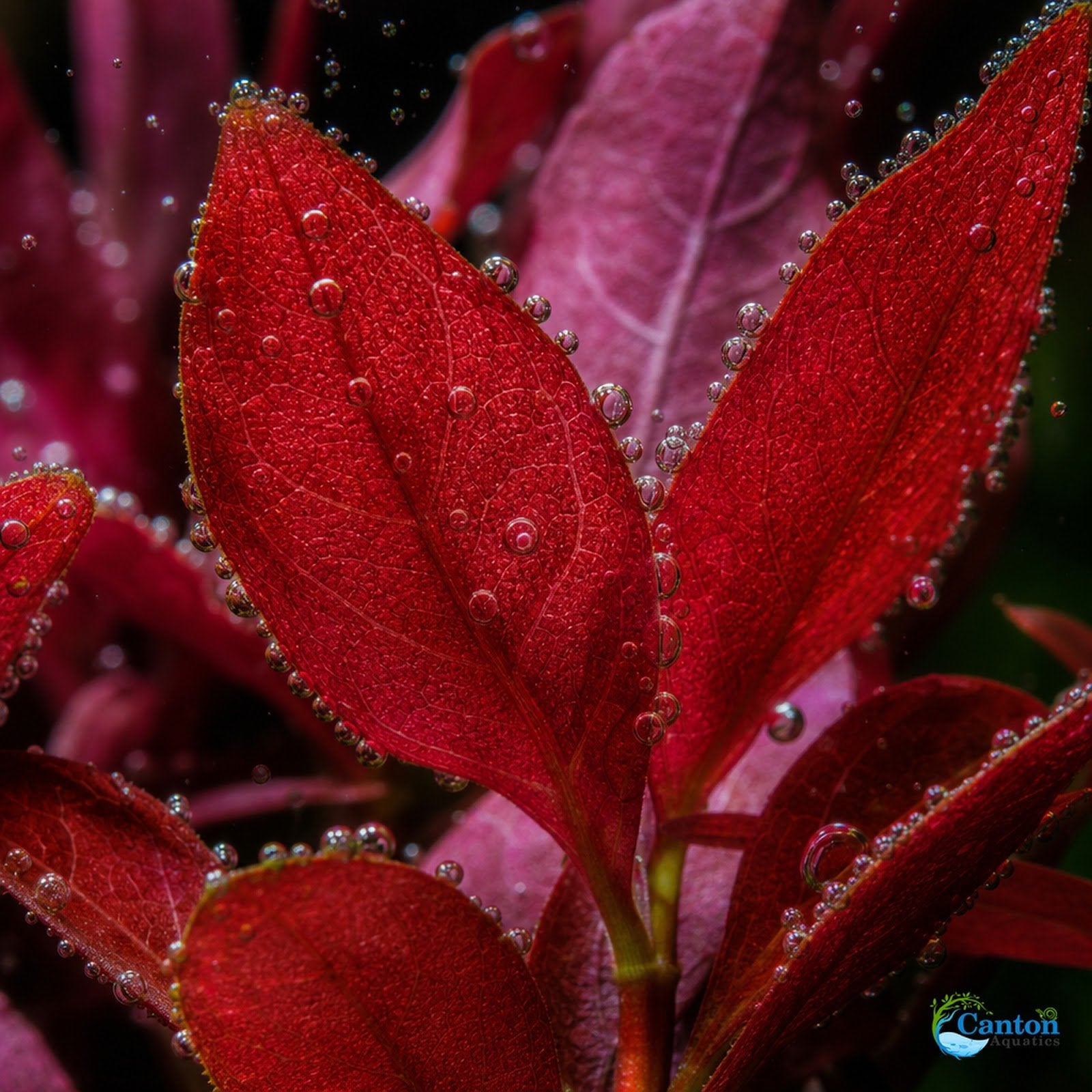 Alternanthera reineckii ‘Mini’ – Tissue Culture Aquarium Plant
