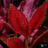 Alternanthera reineckii ‘Mini’ – Tissue Culture Aquarium Plant