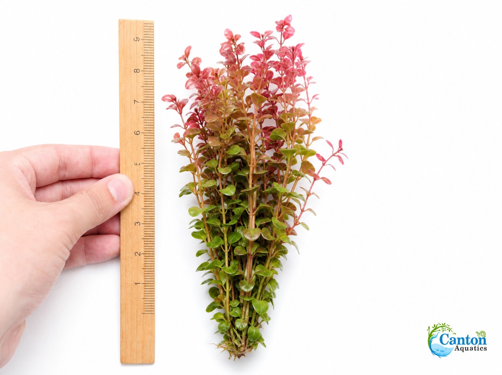 Rotala Indica