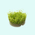 Dwarf Baby Tears Micranthemum Umbrosom