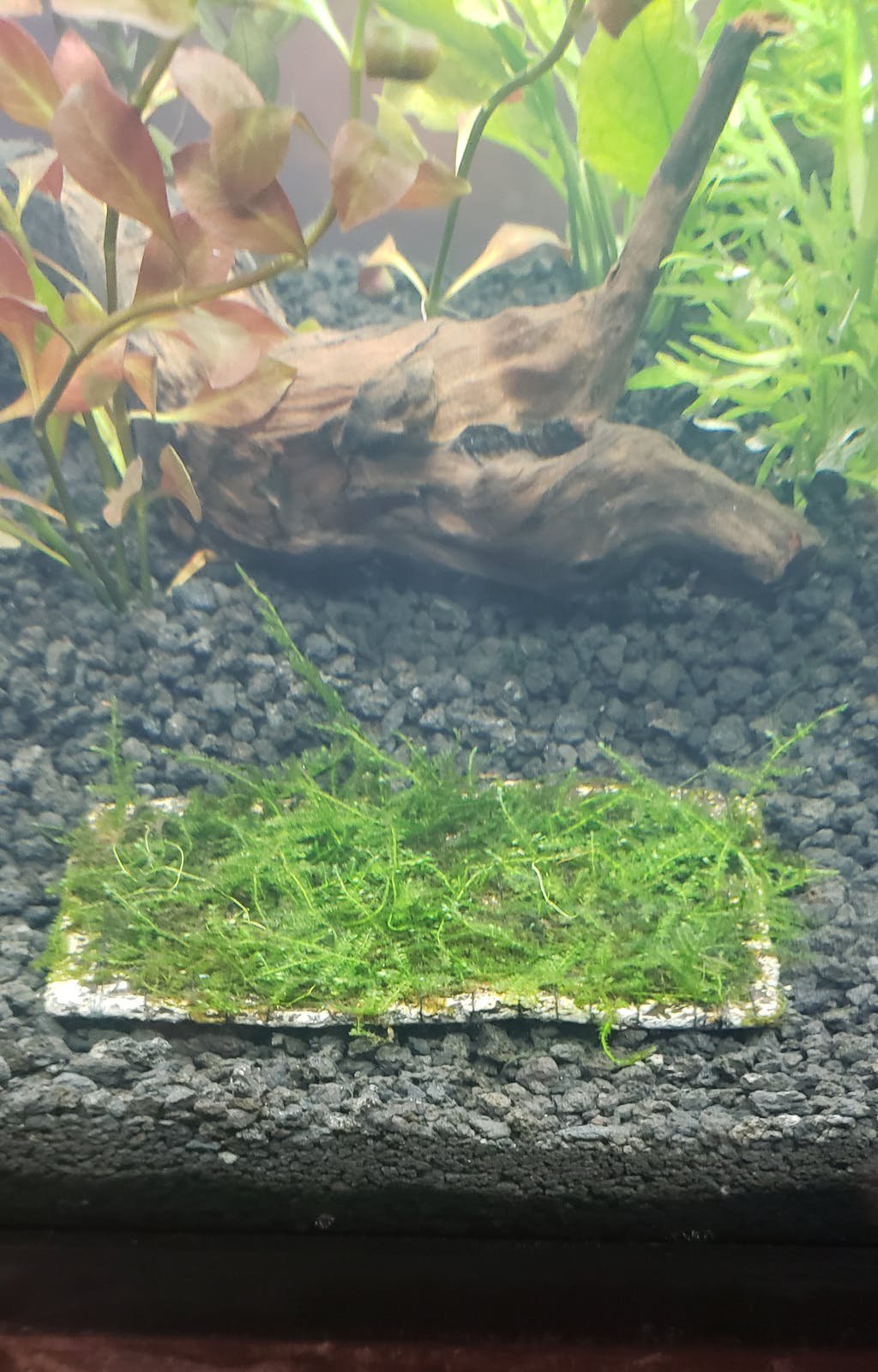 Weeping Moss (Vesicularia ferriei) – Live Freshwater Aquarium Plant