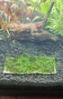 Weeping Moss (Vesicularia ferriei) – Live Freshwater Aquarium Plant