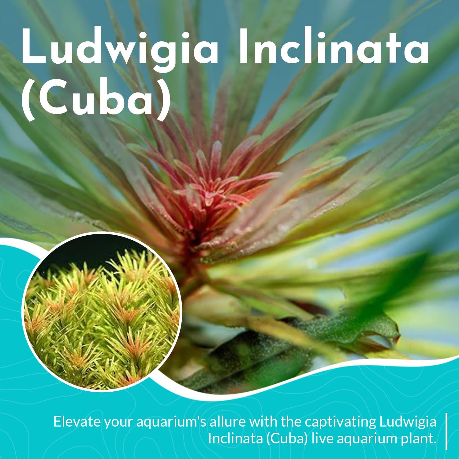 Ludwigia inclinata var. ‘Cuba’ – Live Freshwater Aquarium Plant