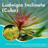 Ludwigia inclinata var. ‘Cuba’ – Live Freshwater Aquarium Plant