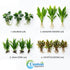 Live Aquarium Plants Essential Bundle