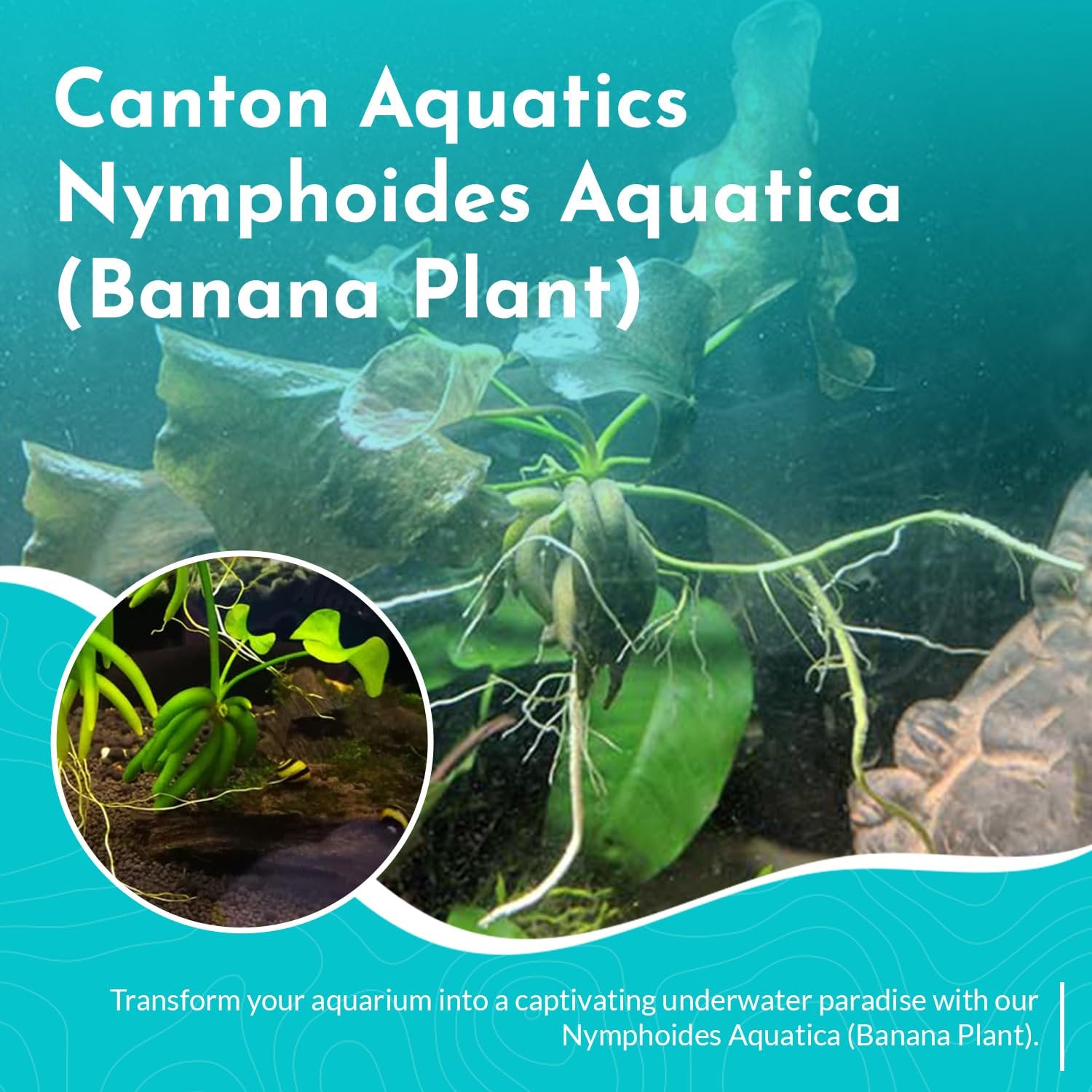 Banana Plant (Nymphoides Aquatica)