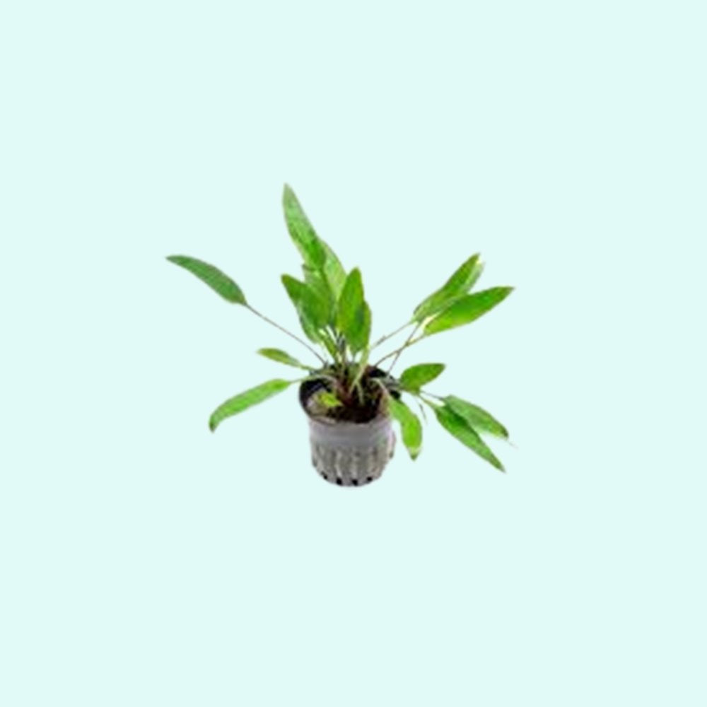 Cryptocoryne Lutea