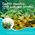 Oval Ludwigia (Ovalis)