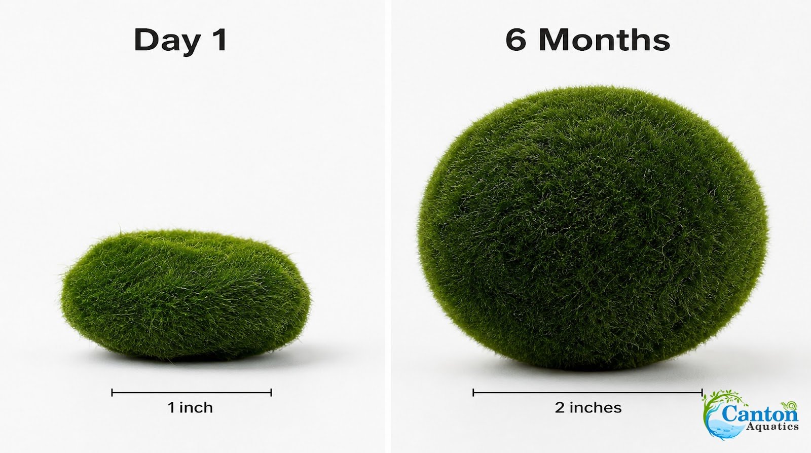 Marimo Moss Ball (Aegagropila Linnaei)