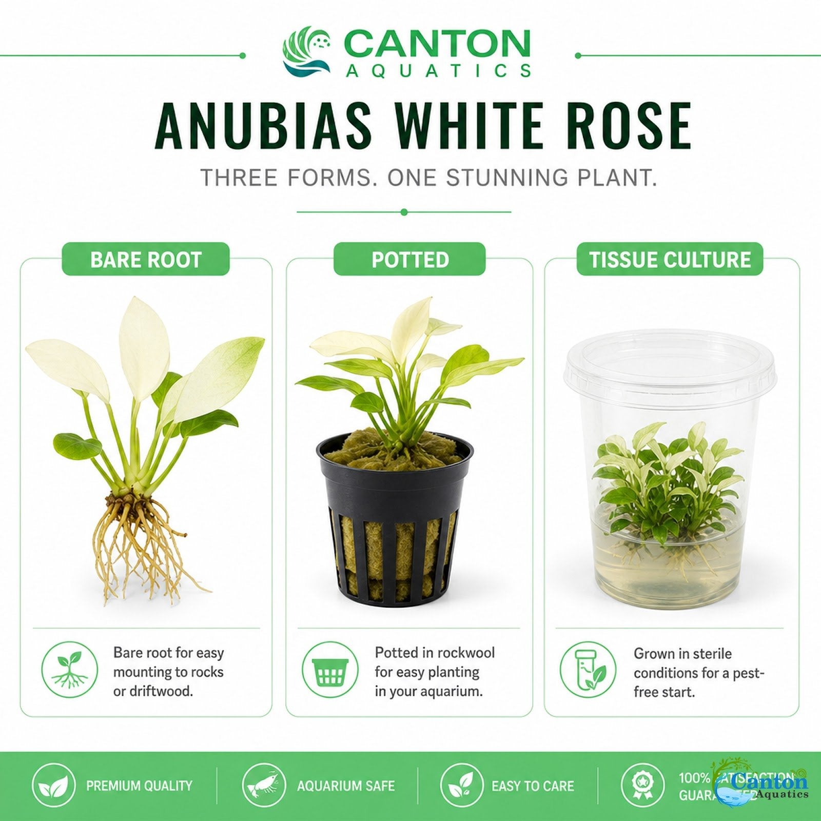 Anubias White Rose – Live Freshwater Aquarium Plant