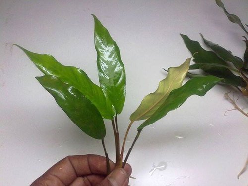 Anubias Minima Bare Root - Image 36 of 40