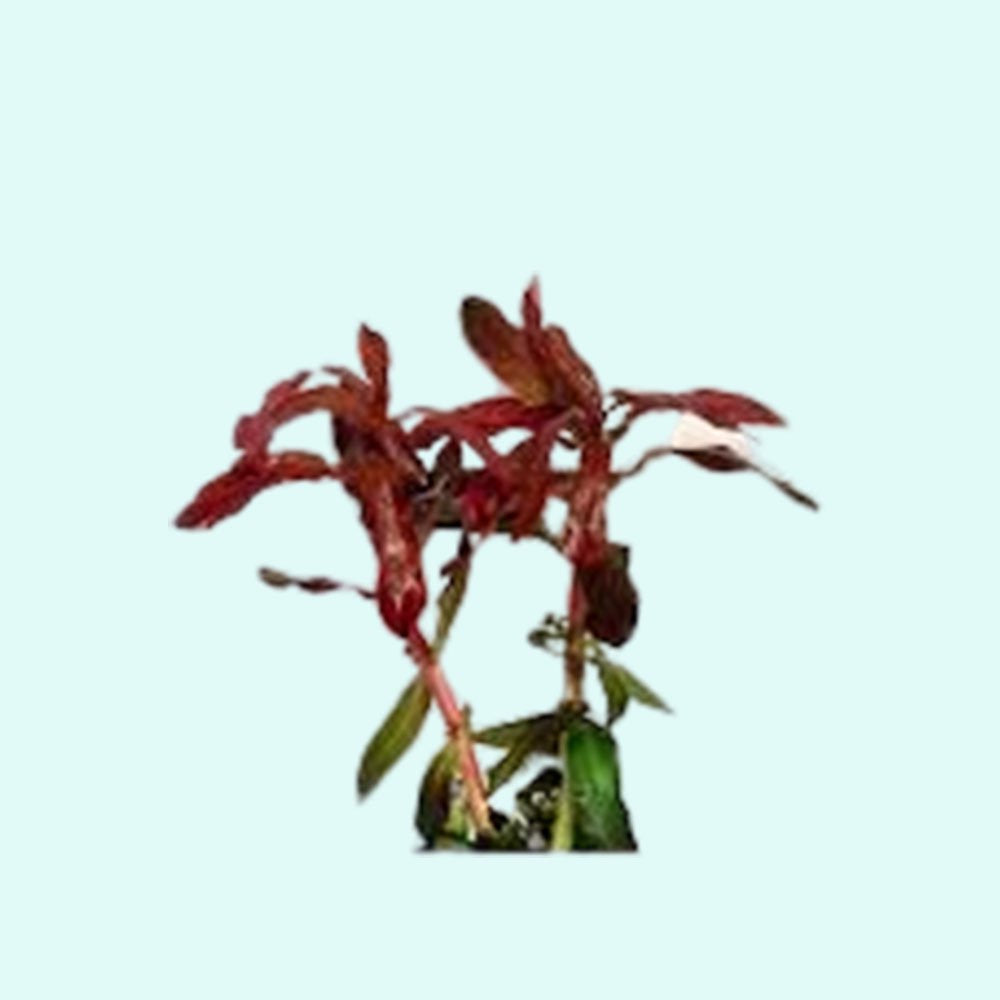 Ammania senegalensis – Live Freshwater Aquarium Plant - Image 37 of 43