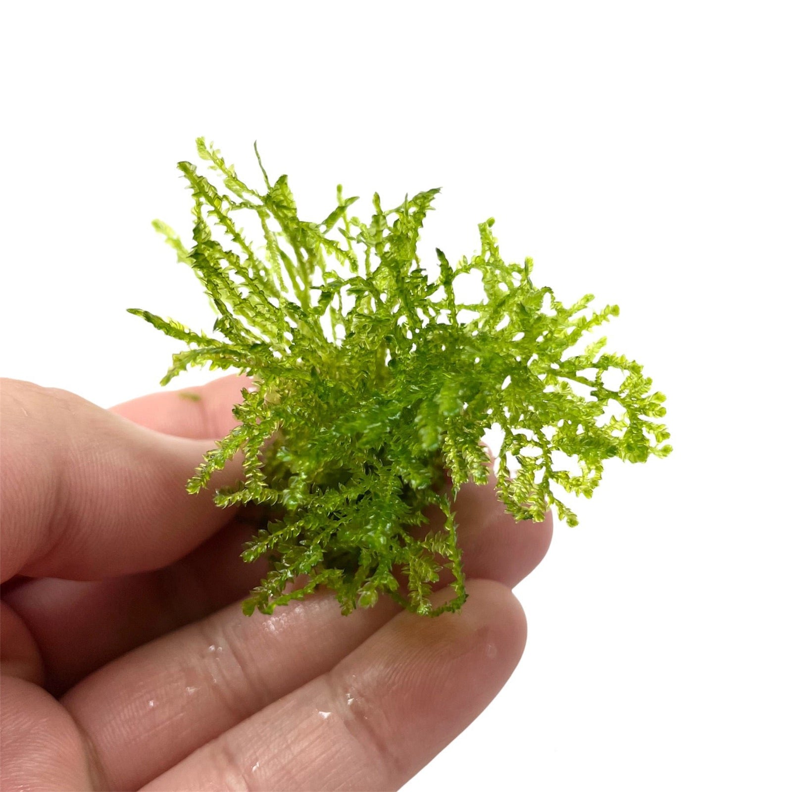 Weeping Moss (Vesicularia ferriei) – Live Freshwater Aquarium Plant