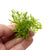 Weeping Moss (Vesicularia ferriei) – Live Freshwater Aquarium Plant