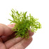 Weeping Moss (Vesicularia ferriei) – Live Freshwater Aquarium Plant