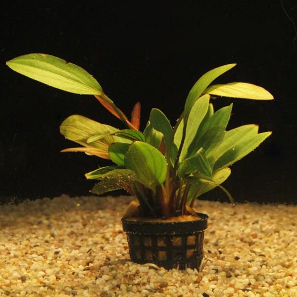 Rose Sparkle Sword (Echinodorus sp. “Rose Sparkle”) – Live Aquarium Plant