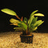 Rose Sparkle Sword (Echinodorus sp. “Rose Sparkle”) – Live Aquarium Plant