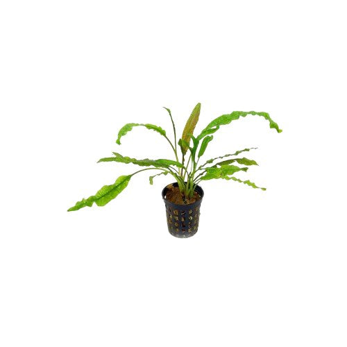 Cryptocoryne Crypt Balansae