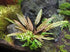 Cryptocoryne Crypt (Undulata)