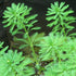 Parrot’s Feather (Myriophyllum aquaticum) – Live Aquarium & Pond Plant