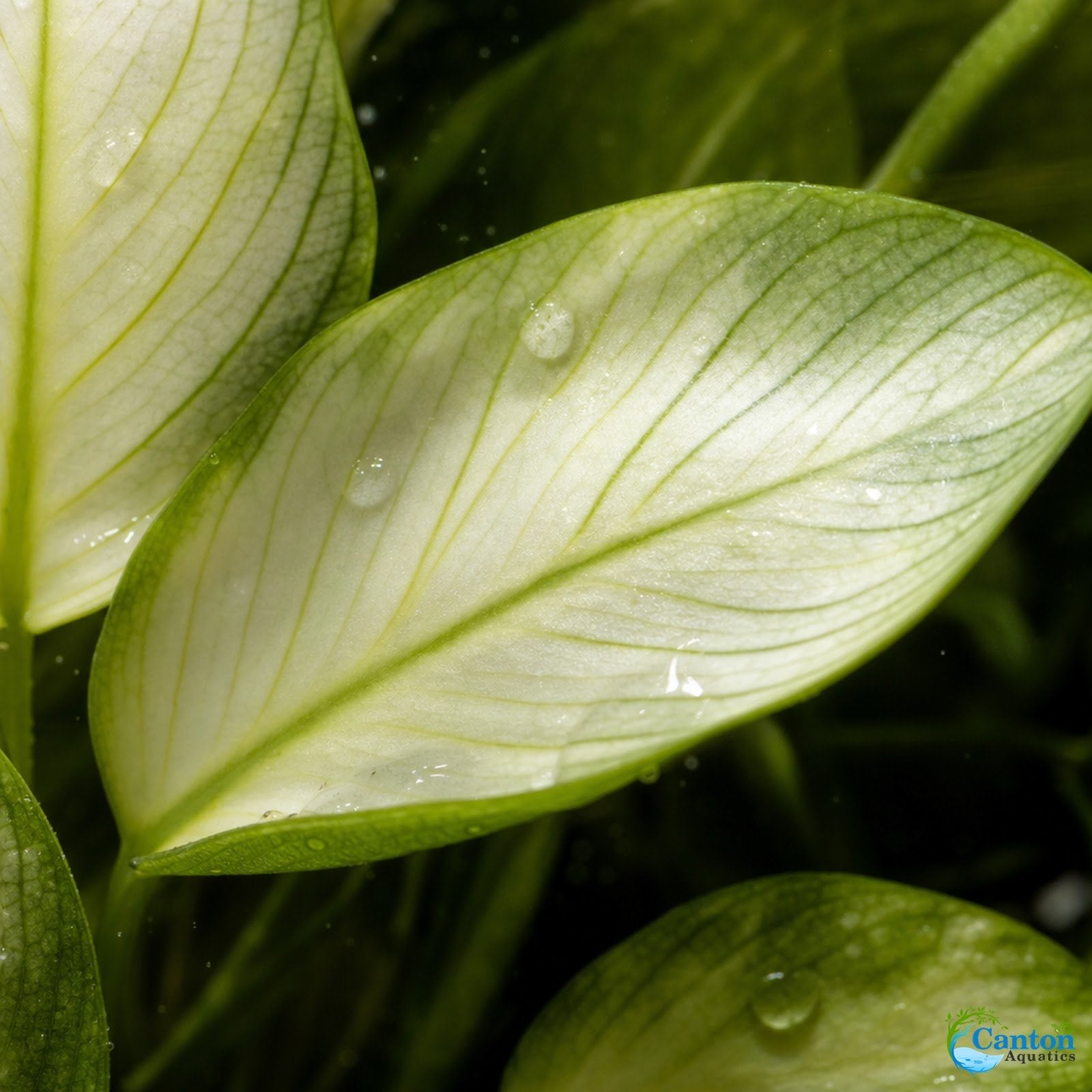 Anubias White Rose – Live Freshwater Aquarium Plant