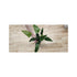 Cichlid-Friendly Live Plant Pack – Large Hardy Aquarium Plants (3 Pack)