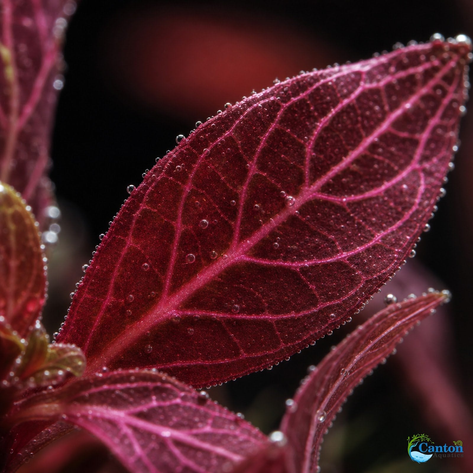 Alternanthera Rosanervig - Image 12 of 30