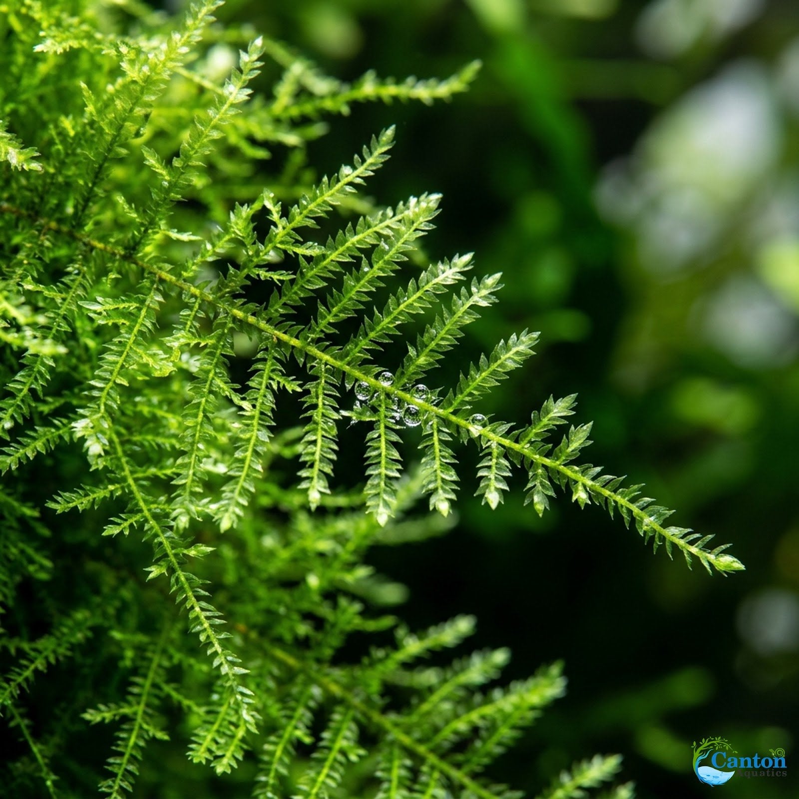 Canton Aquatics Java Moss Taxiphyllum Barbieri Live Freshwater Aquarium Moss - Low Light