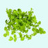 Dwarf Baby Tears Micranthemum Umbrosom